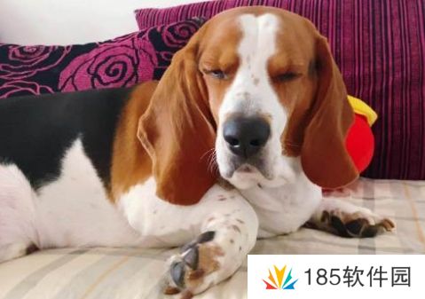 网络用语闷声发大闷是什么梗