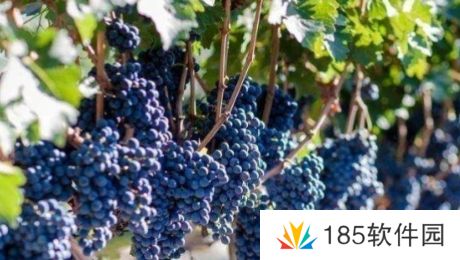 网络用语送去新疆数葡萄干是什么梗