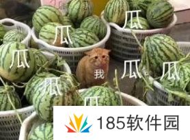 网络用语一瓜未平一瓜又起是什么梗