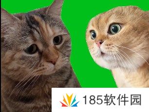 网络用语猫猫对话是什么梗