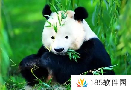 网络用语牢底坐穿兽是什么梗
