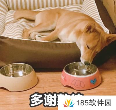 网络用语多谢款待是什么梗