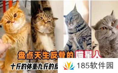 网络用语十斤的小猫 九斤的反骨是什么梗