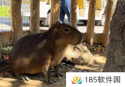 网络用语淡人是什么梗