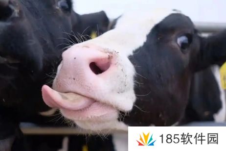 网络用语牛校出牛子是什么梗