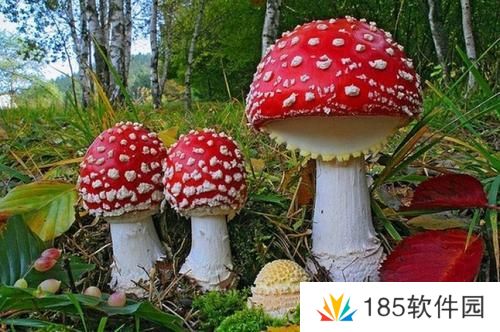 网络用语街边边灯杆杆是什么梗