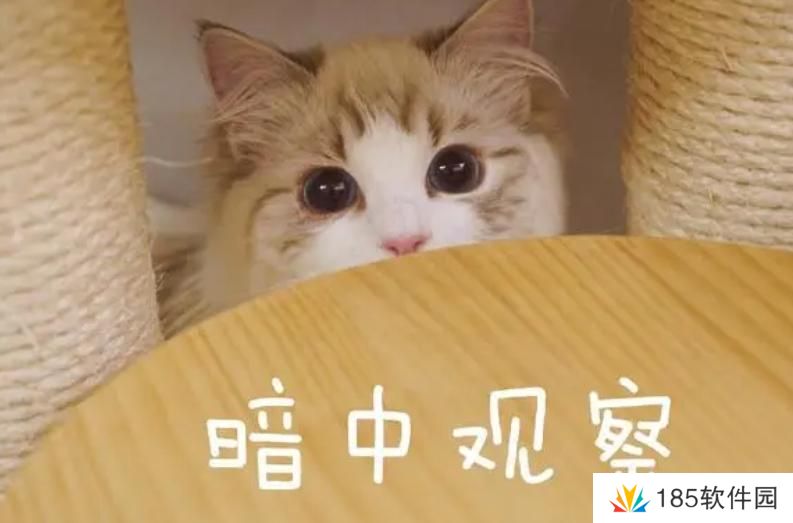 网络家访是什么梗网络用语-网络家访梗意思及出处分享