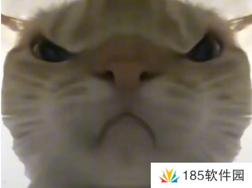网络用语鼠鼠猛攻是什么梗