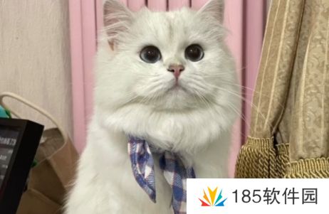 团宠酸奶妹是什么梗网络用语-团宠酸奶妹梗意思及出处分享